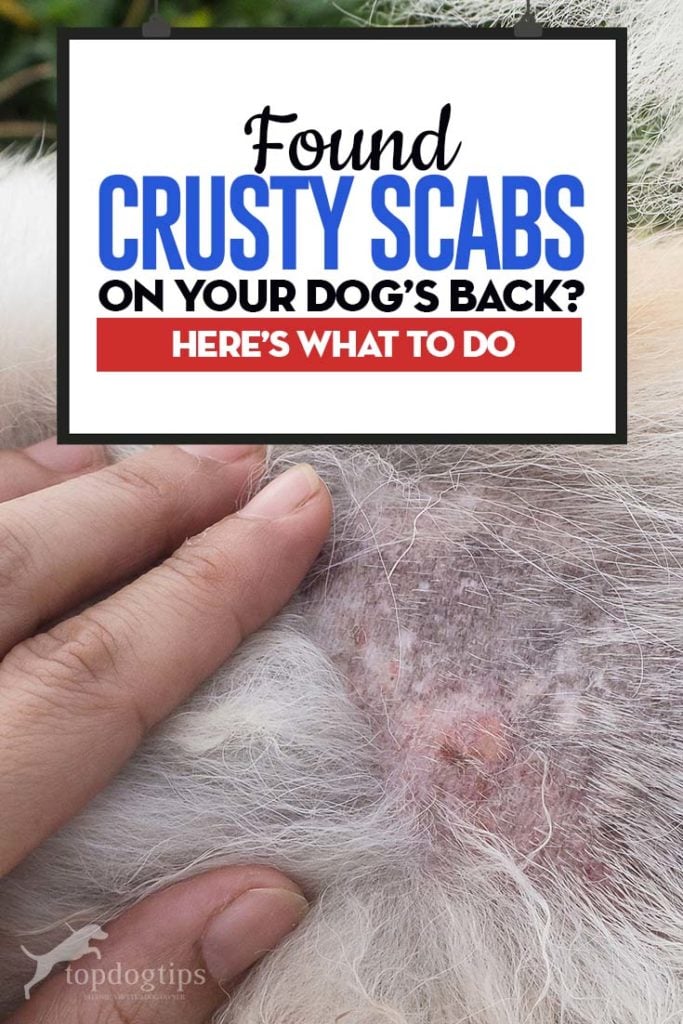 Have You Found Crusty Scabs on Dog&rsquo;s Back - Here’s Why and What to Do
