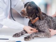 Heart Murmurs in Dogs: A Brief Guide Heart Murmurs in Dogs