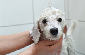 How to Make Whitening Dog Shampoo How to Make Whitening Dog Shampoo (DIY Step by Step)