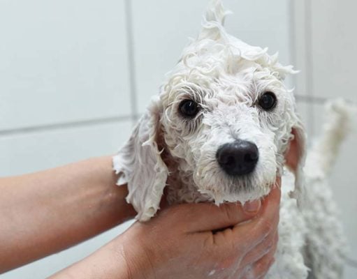 How to Make Whitening Dog Shampoo How to Make Whitening Dog Shampoo (DIY Step by Step)