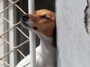 How to Prevent Dogs from Escaping the Yard How to Prevent Dogs from Escaping the Yard