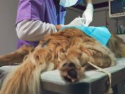 How to Shrink a Tumor in a Dog How to Shrink a Tumor in a Dog