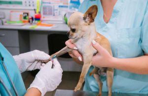 Low Blood Sugar in Dogs: What Owners Should Know Low Blood Sugar in Dogs - What Owners Should Know