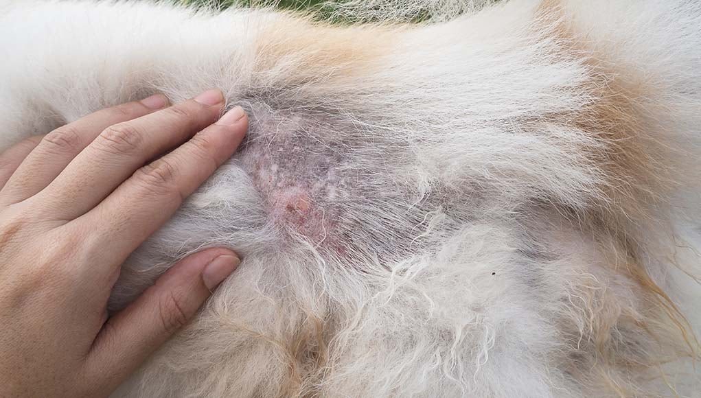 what causes open wounds on dogs