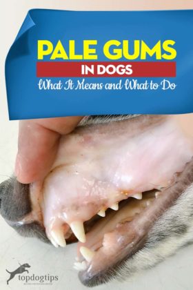 Pale Gums in Dogs: What It Means and What to Do