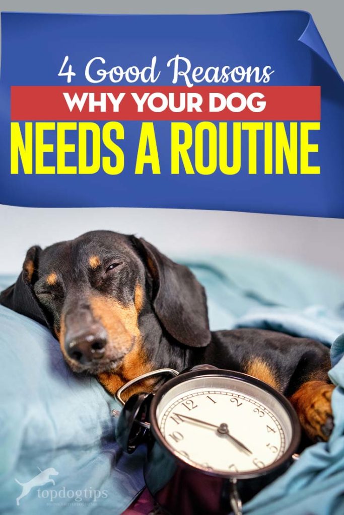 4 Good Reasons Why Your Dog Needs a Routine