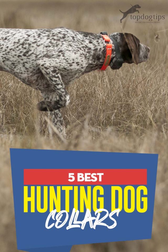 Best Hunting Dog Collars: Top Choices and Buyers Guide for ...