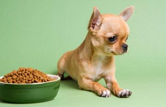 The Best Sensitive Stomach Dog Foods (For Upset Stomachs) The Best Sensitive Stomach Dog Foods