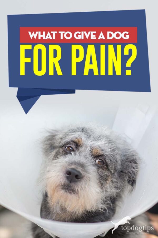 What Can I Give My Dog for Pain?