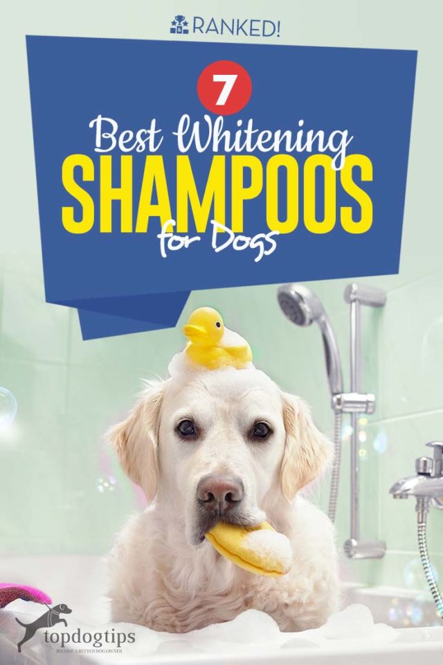 Best Whitening Shampoo for Dogs 7 Most Effective Brands