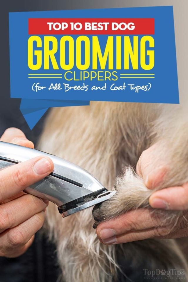 Top 10 Best Dog Grooming Clippers in 2020 (For All Breeds & Coat Types)