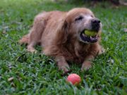 What to Do If Dog Is Choking? What to Do If Dog Is Choking