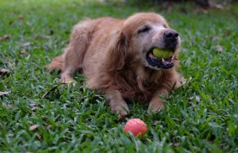 What to Do If Dog Is Choking? What to Do If Dog Is Choking