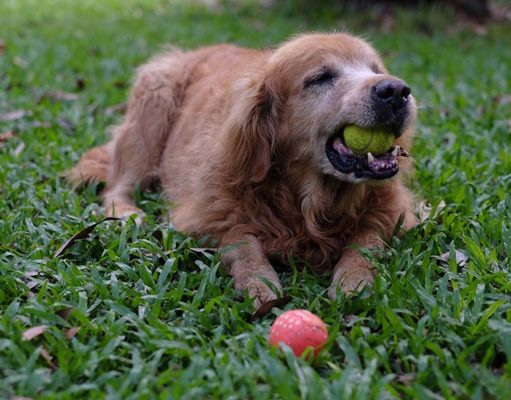 What to Do If Dog Is Choking? What to Do If Dog Is Choking