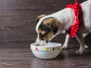 10 Best Novel Protein Dog Foods 10 Best Novel Protein Dog Foods