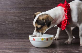 10 Best Novel Protein Dog Foods 10 Best Novel Protein Dog Foods