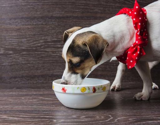 10 Best Novel Protein Dog Foods 10 Best Novel Protein Dog Foods