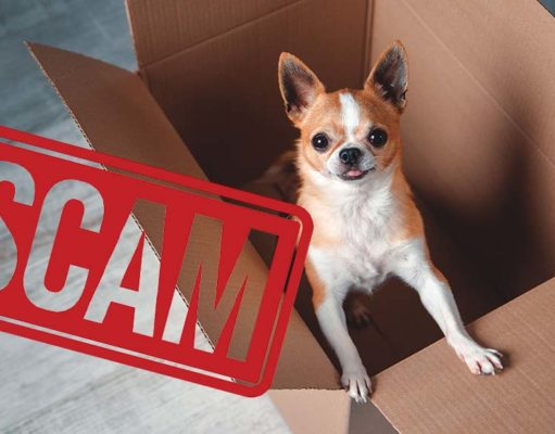 10 Signs of Puppy Scams (And How to Avoid Being Tricked) 10 Signs of Puppy Scams (And How to Avoid Them)