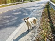12 Things to Do When You Find an Abandoned Dog 12 Things to Do When You Find an Abandoned Dog