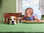 13 Tips for Introducing a Toddler to a Dog 12 Tips for Introducing a Toddler to a Dog