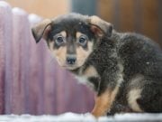 13 Ways to Prevent Hypothermia and Frostbite in Dogs 13 Ways to Prevent Hypothermia and Frostbite in Dogs