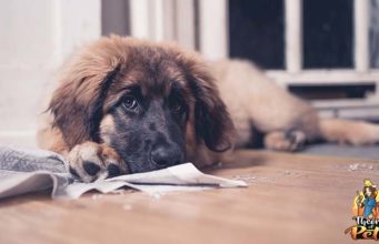 TOP #105: Are Pee Pads Right for Your Dog? Are Pee Pads Right for Your Dog