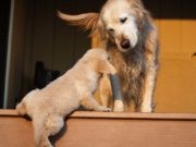 Are Stairs Bad for Dogs? Are Stairs Bad for Dogs