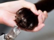 10 Best Large Dog Nail Clippers Best Large Dog Nail Clippers