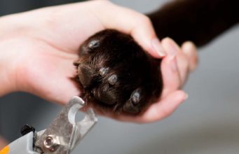 10 Best Large Dog Nail Clippers Best Large Dog Nail Clippers