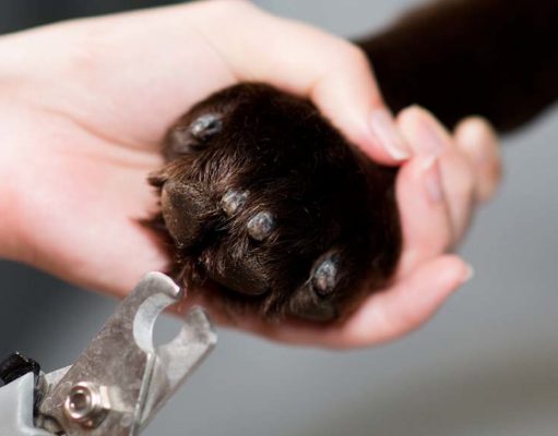 10 Best Large Dog Nail Clippers Best Large Dog Nail Clippers