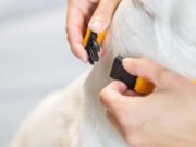 4 Best Safety Breakaway Dog Collars Best Safety Breakaway Dog Collar