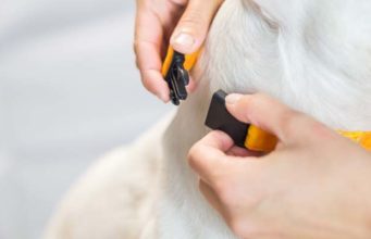 4 Best Safety Breakaway Dog Collars Best Safety Breakaway Dog Collar