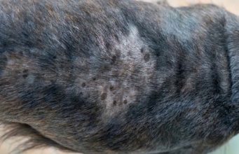 6 Home Remedies for Dry and Itchy Skin on Dogs: Homemade Lotions and Moisturizers Dog Dry Skin Home Remedy Options