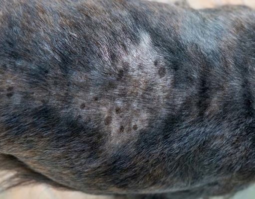 6 Home Remedies for Dry and Itchy Skin on Dogs: Homemade Lotions and Moisturizers Dog Dry Skin Home Remedy Options