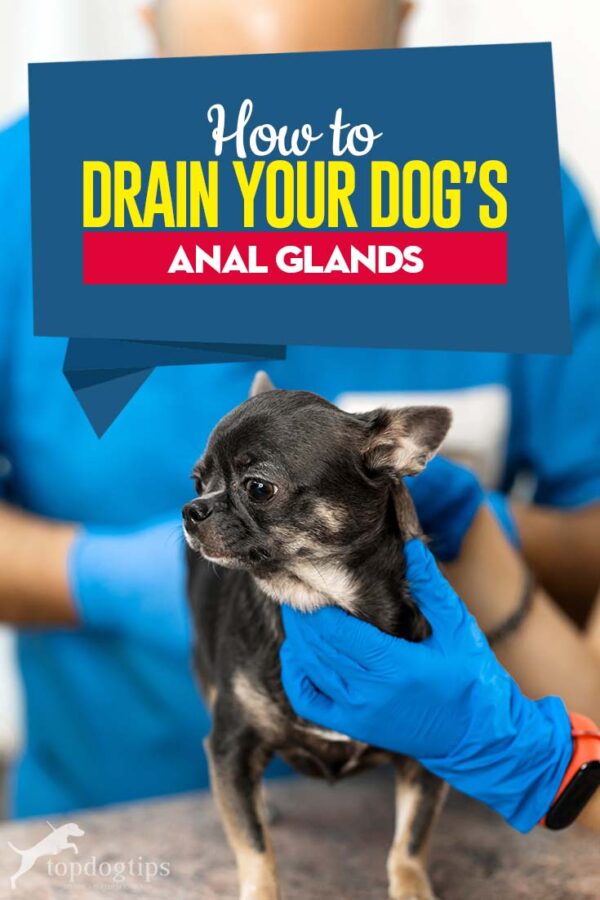 How to Drain Anal Glands on Dogs By Yourself - How To Empty A Dog'S Abscess Anal Gland