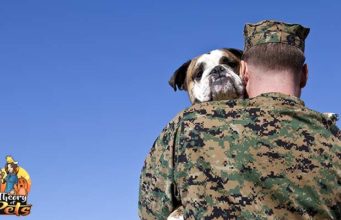 TOP #106: How One Veteran is Helping Shelter Dogs in Need How One Veteran is Helping Shelter Dogs in Need