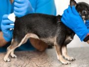 How to Drain Anal Glands on Dogs How to Drain Anal Glands on Dogs