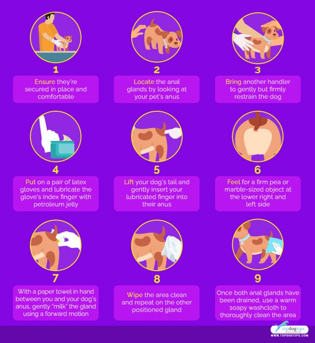 How to Drain Anal Glands on Dogs By Yourself ruffeodrive