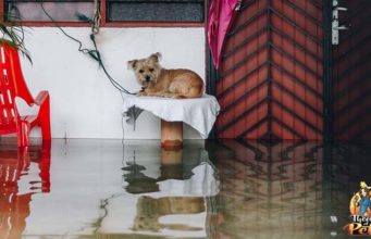 TOP #107: How to Prepare Your Dog for Disasters? How to Prepare Your Dog for Disasters