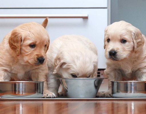 How to Save Money with Homemade Dog Food Cooking How to Save Money with Homemade Dog Food Cooking