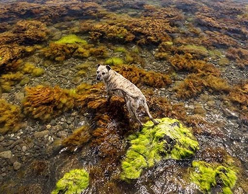 TOP #108: Is Blue-Green Algae Toxic for Dogs? Is Blue-Green Algae Toxic for Dogs