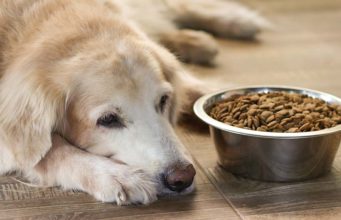 Low-Protein Diet for Dogs: The Ultimate Guide Low Protein Diet for Dogs - The Ultimate Guide