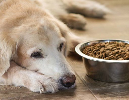 Low-Protein Diet for Dogs: The Ultimate Guide Low Protein Diet for Dogs - The Ultimate Guide
