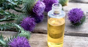 Milk Thistle for Dogs - Uses, Benefits and Side Effects