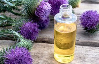 Milk Thistle for Dogs: Uses, Benefits and Side Effects Milk Thistle for Dogs - Uses, Benefits and Side Effects