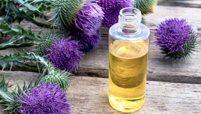 Image showcasing Milk Thistle for Dogs and It's Proven Benefits (Based on Science)