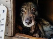 Safe Outdoor Temperatures for Dogs Safe Outdoor Temperatures for Dogs