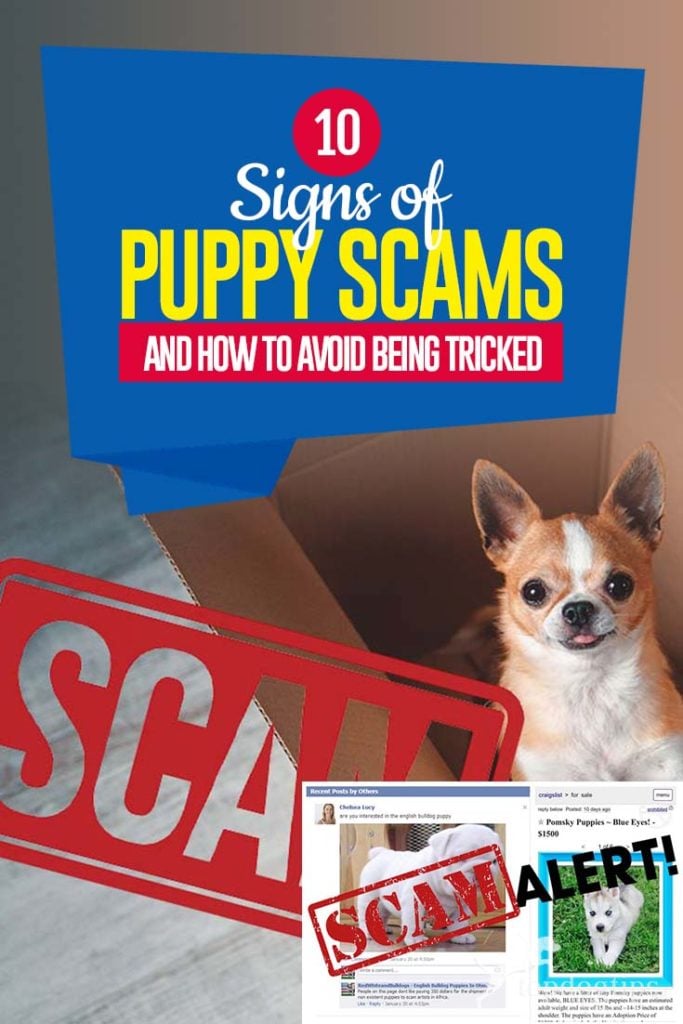 The 10 Signs of Puppy Scams (And How to Avoid Being Tricked)