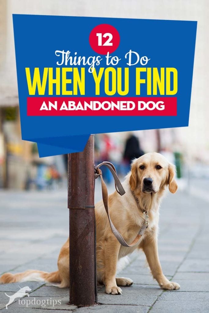 The 12 Things to Do When You Find an Abandoned Dog