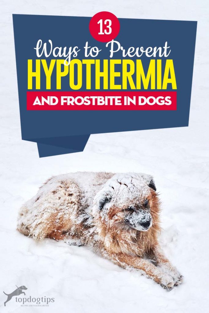 Gallery Detail: 13 Ways To Prevent Hypothermia And Frostbite In Dogs